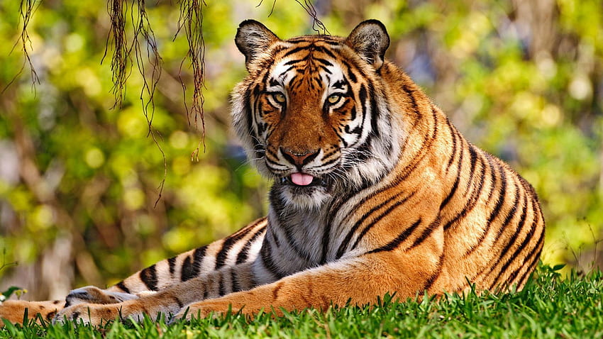 Animal Nature (), Nature Animals HD wallpaper | Pxfuel