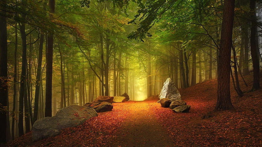 Morning light in forest, trees, leaves, stones, path HD wallpaper