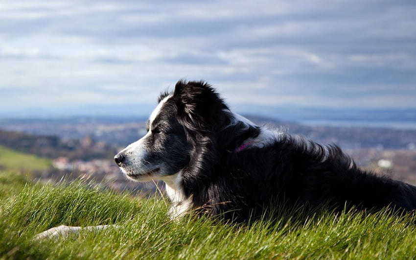Pastore australiano, cane, animale, bianco, nero, erba, cielo blu, verde, nuvole, natura Sfondo HD