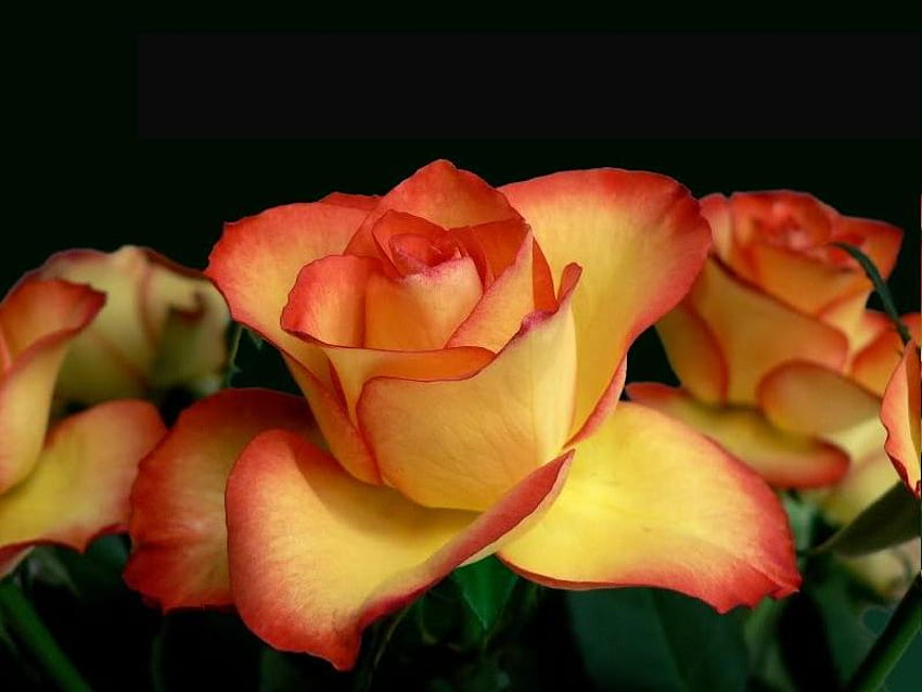 Roses jaunes à pointe orange, rose, tige, orange, jaune Fond d'écran HD