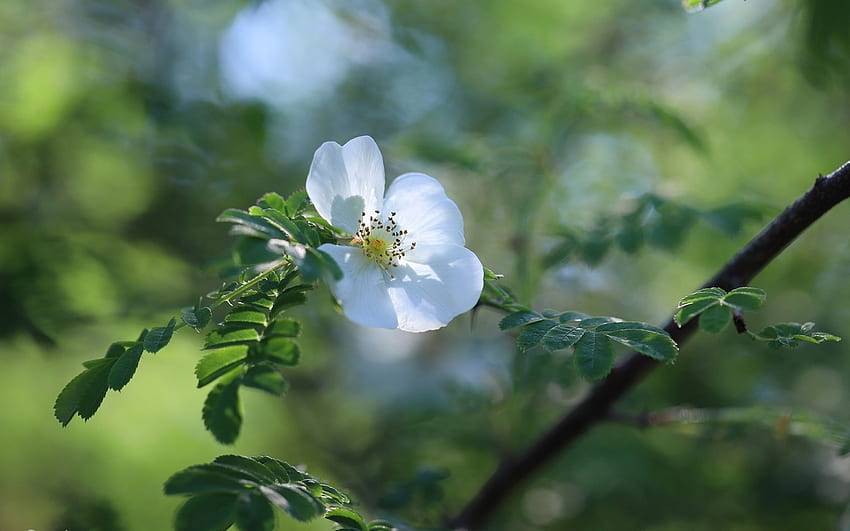 Дива роза, природа, бяло, цвете HD тапет
