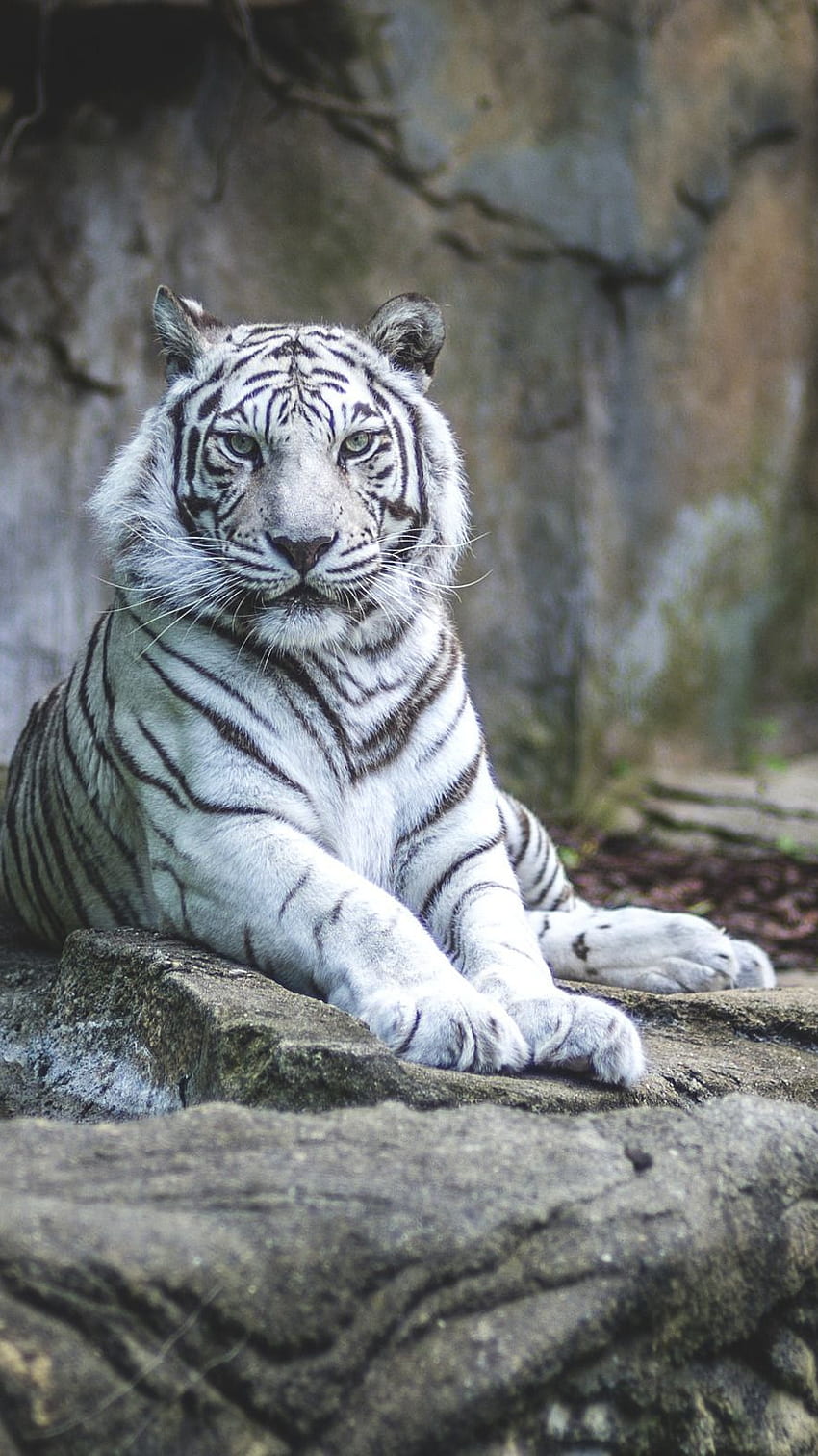 Tigre Branco, Rei de Bengala, Tigre de Bengala, Tigre Papel de parede de celular HD
