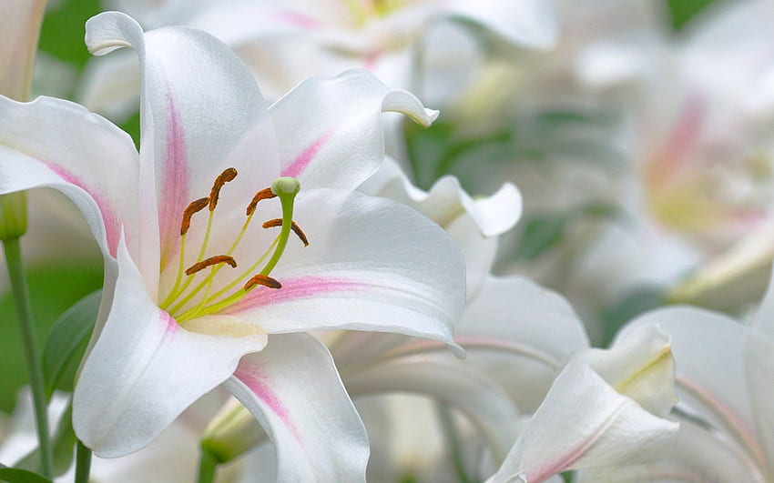 Easter Lily , Lilies Flowers HD wallpaper