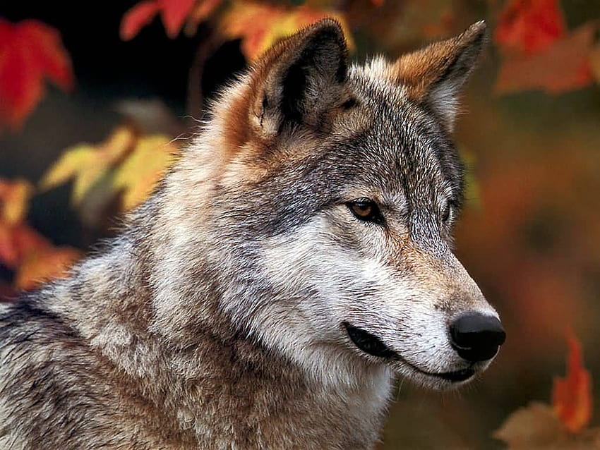 Waspada, serigala, lobo, serigala, waspada, sadar, binatang, musim gugur, alam Wallpaper HD