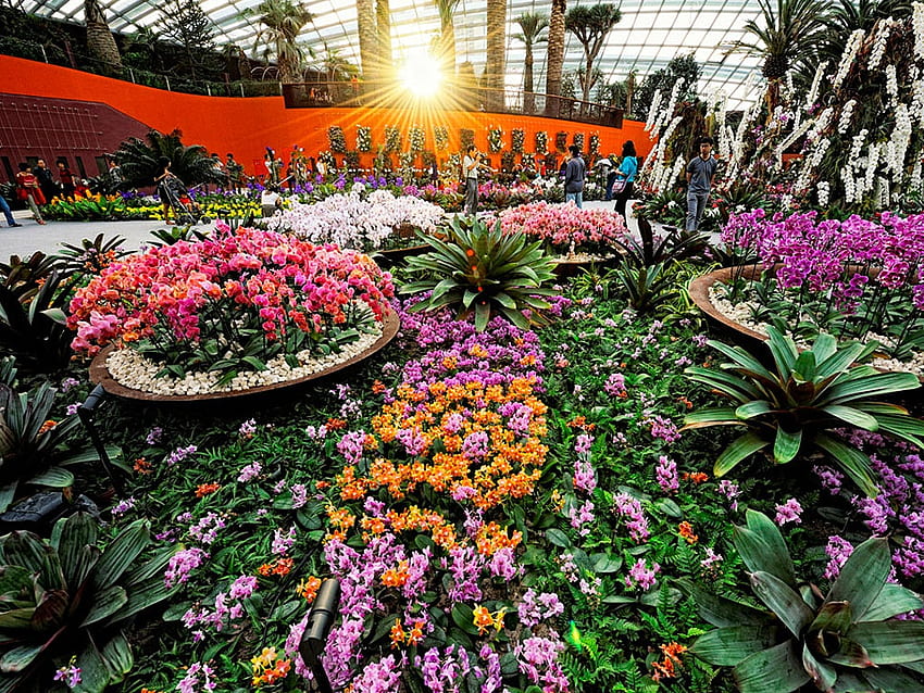 In : First Look at Singapore's Gardens by the Bay. Condé Nast Traveler, Singapore Flower HD wallpaper
