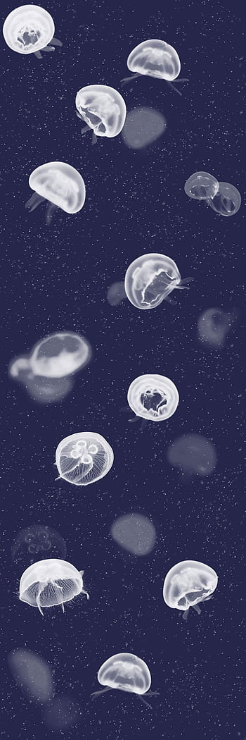 24 Jellyfish Wallpapers  Wallpaperboat