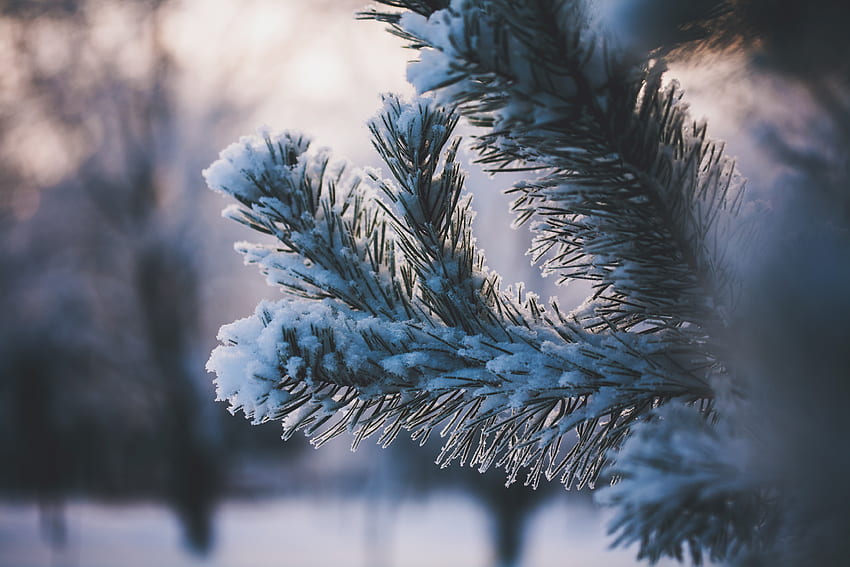 Winter, Nature, Snow, Branch HD wallpaper | Pxfuel