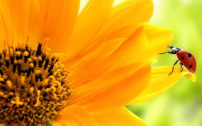 Ladybug on sunflower, ladybug, yellow, flower, nature, sunflower HD wallpaper