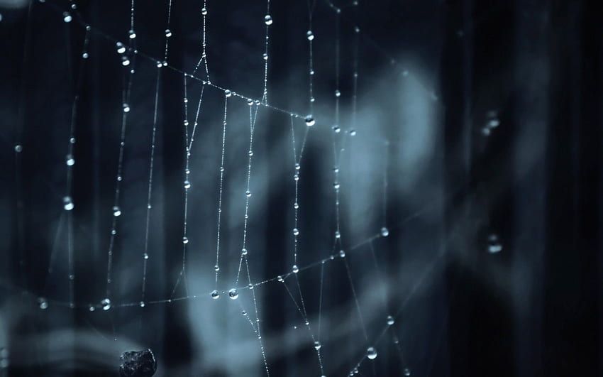 Spider Web HD wallpaper