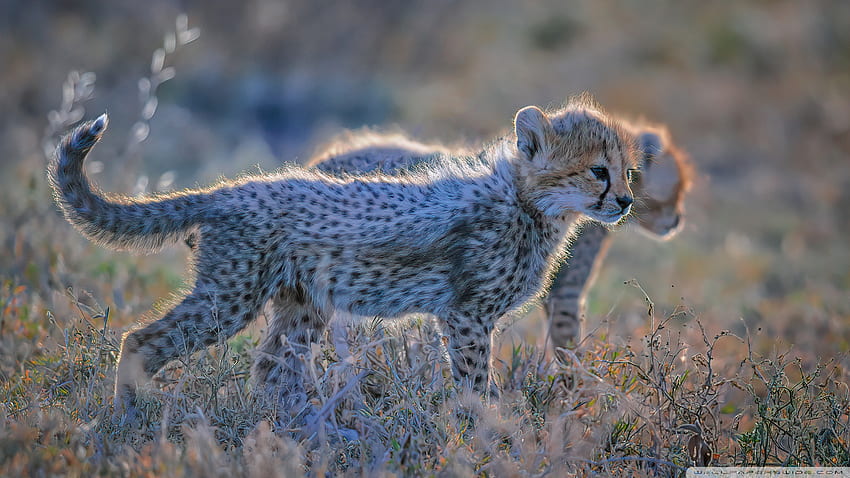 cheetah cubs running