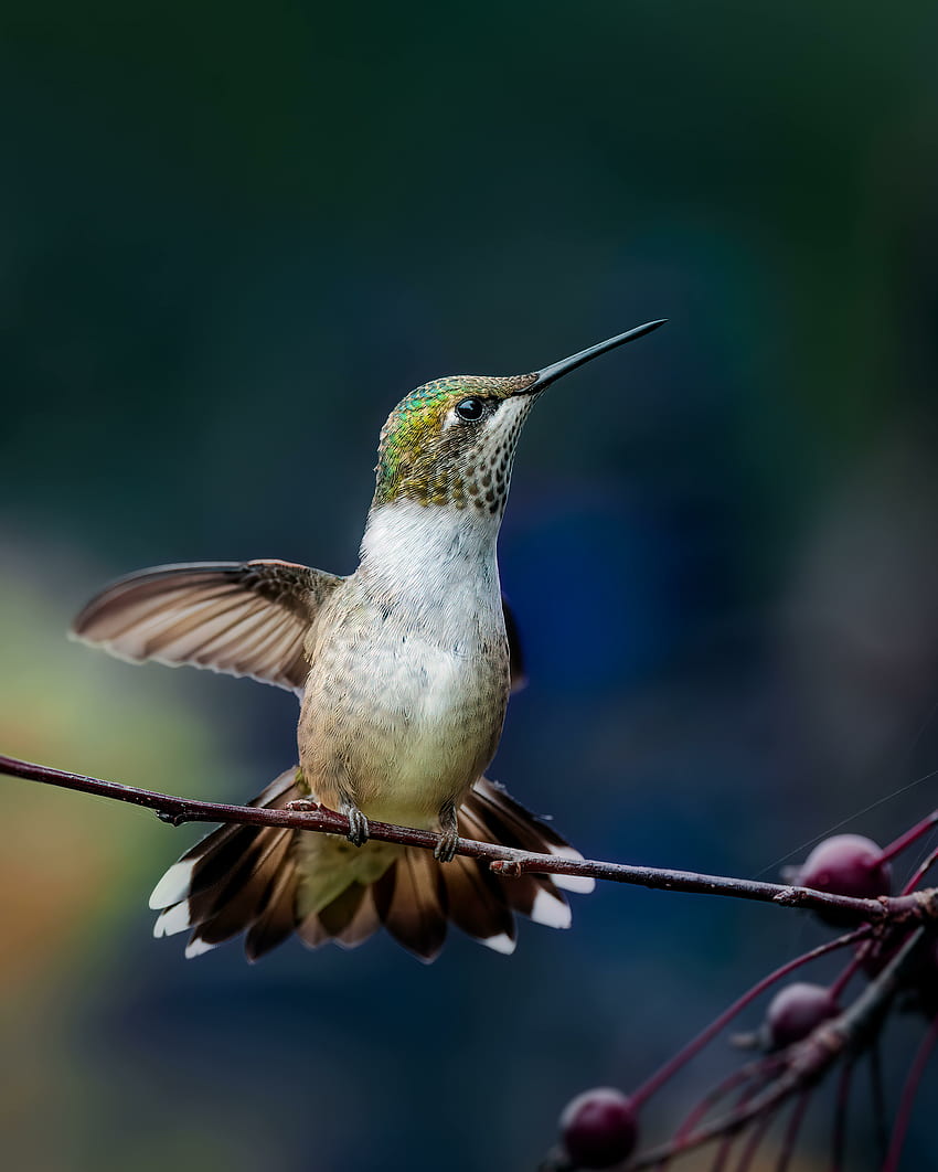 Adorable bird, hummingbird HD phone wallpaper