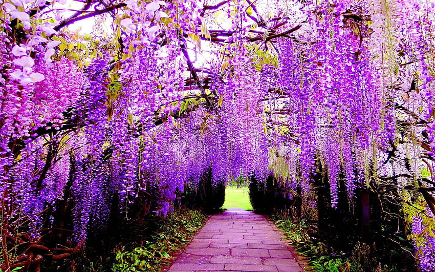 flowers that open and close daily - Flowers, Wisteria Tree HD wallpaper