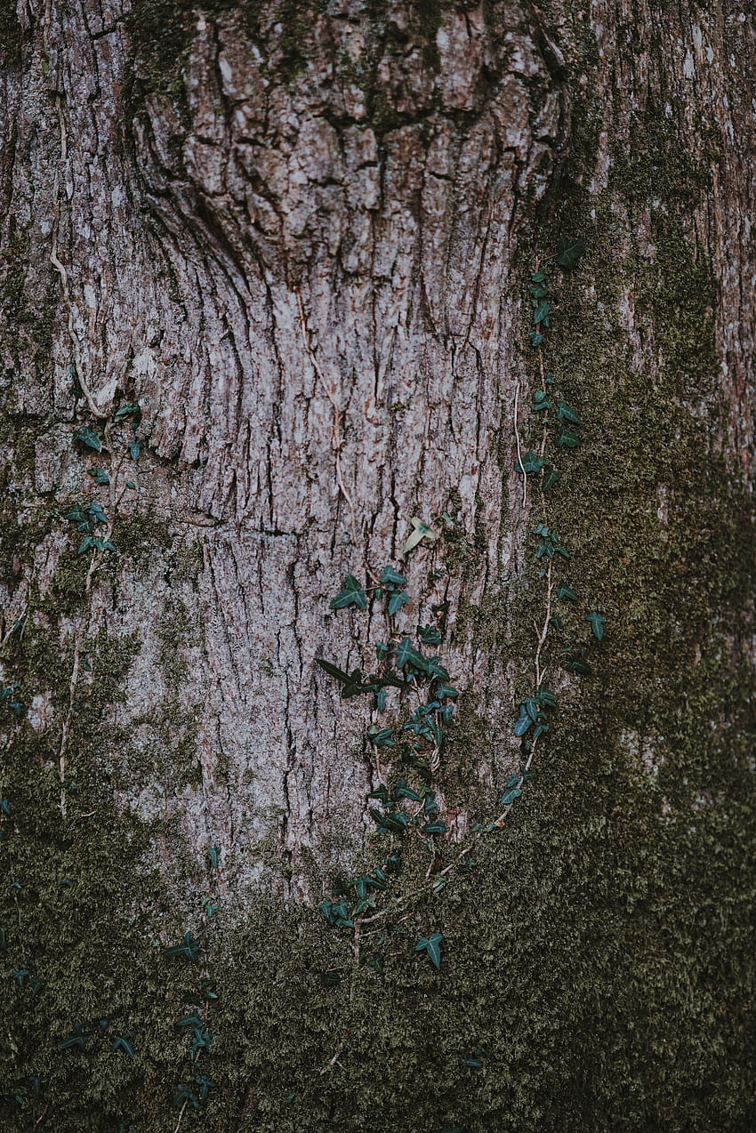 Nature, Wood, Tree, Surface, Moss, Bark HD phone wallpaper