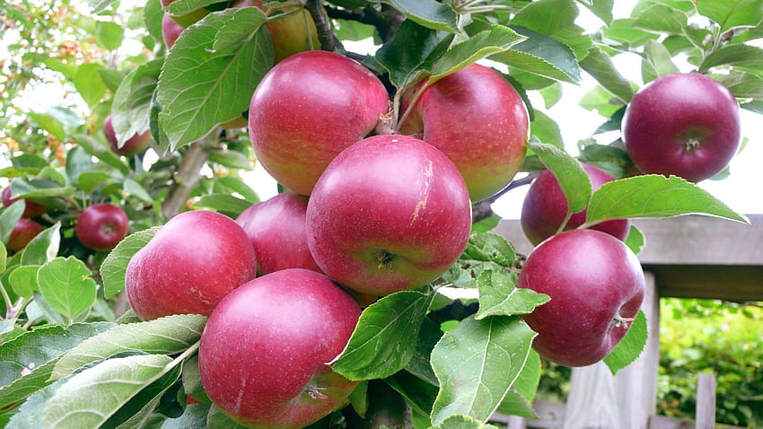 Red apples on the Apple tree HD wallpaper