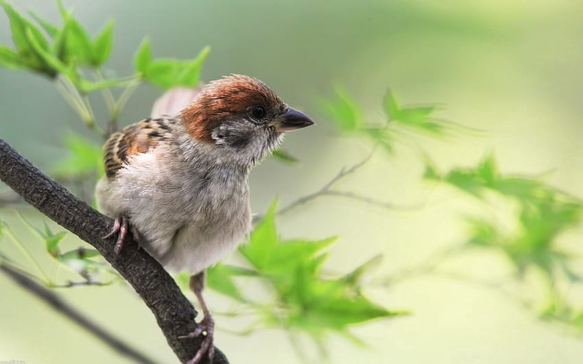 Animals, Bird, Sit, Sparrow, Branch, Greens HD wallpaper