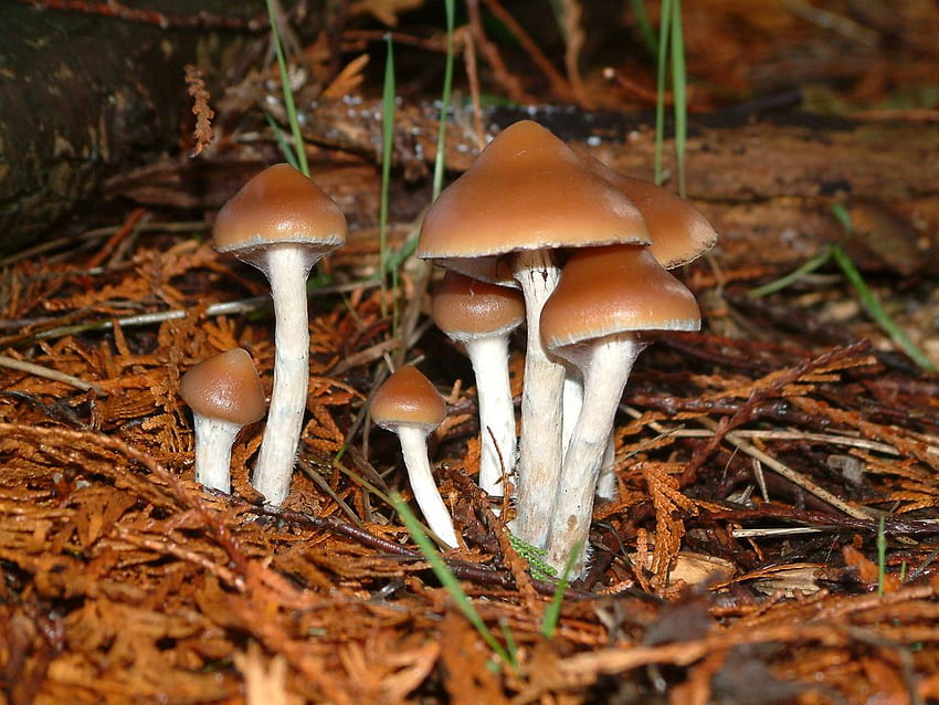 Selected Psychedelic Species - Vancouver Mycological Society, Magic Mushroom Forest HD wallpaper