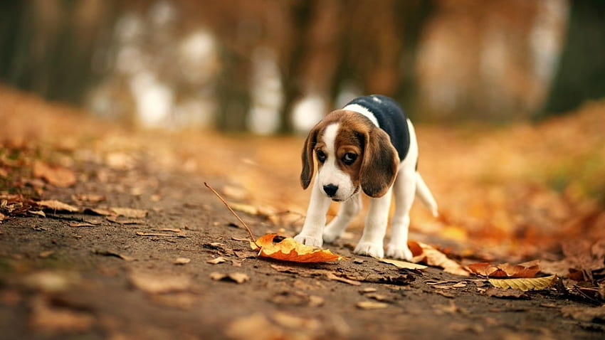 Beagle , dog, puppy, graphy, cute, beagle HD wallpaper