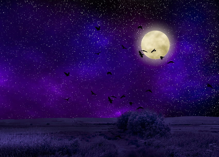 Oiseaux, Nuit, Lune, Sombre, Ciel étoilé, hop, Clair de lune Fond d'écran HD