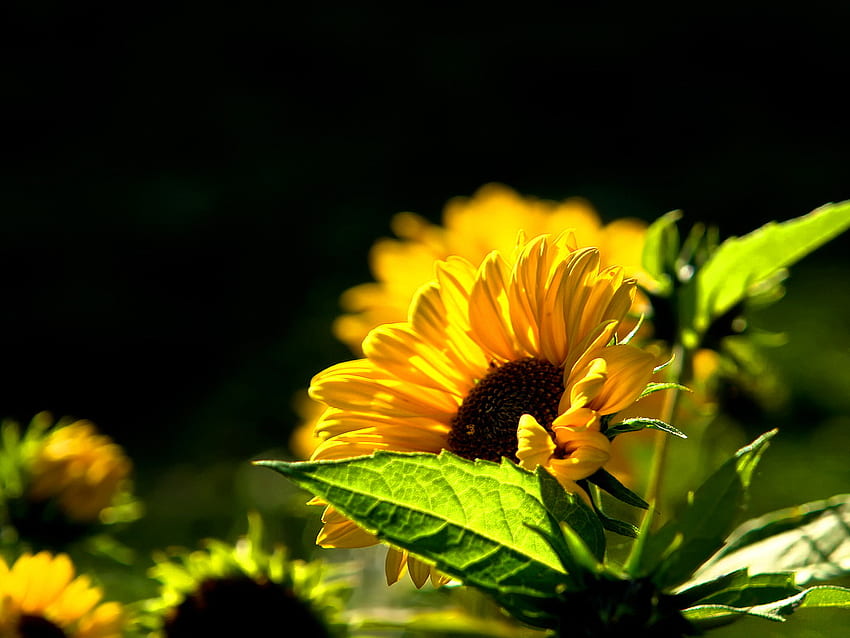 Catching rays, black, yellow, flower, green, sun, sunflower HD wallpaper