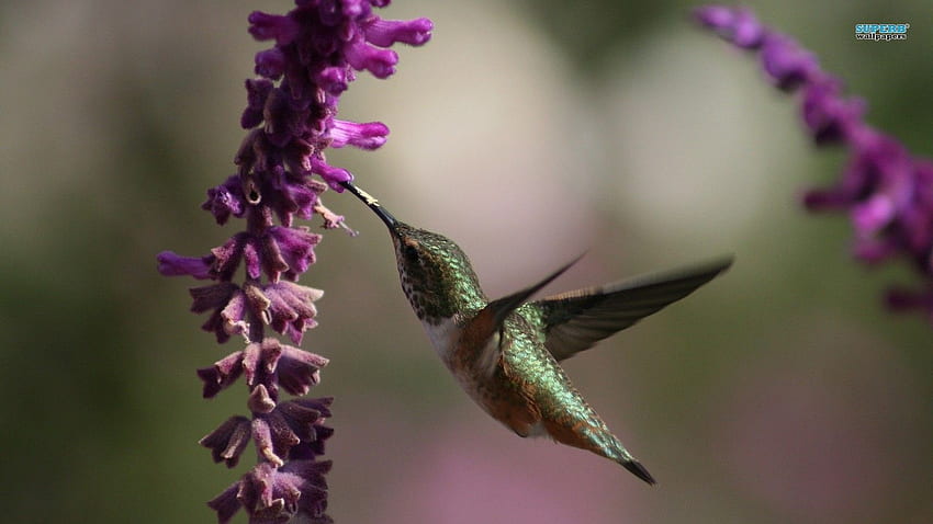 colibri - animaux fond d'écran Tapeta HD