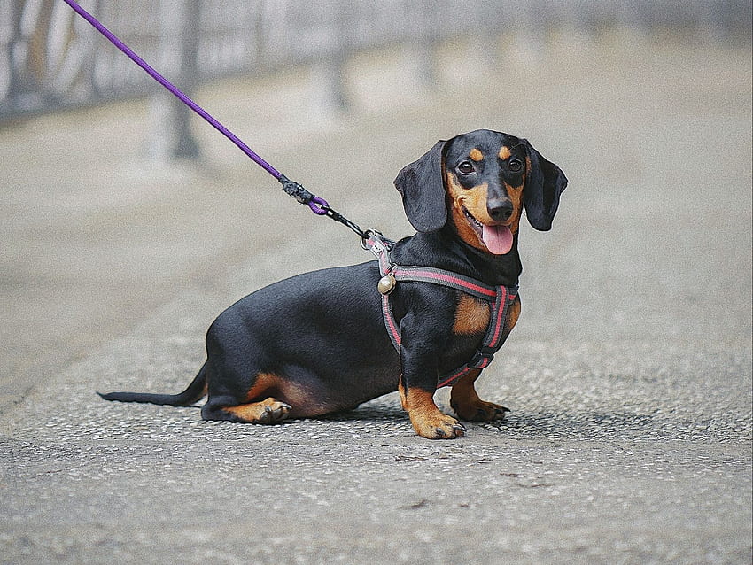 dachshund, dog, leash, walk, blur, Wiener Dog HD wallpaper