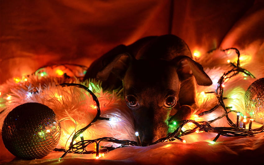 Lights new year christmas dogs . . 69033 HD wallpaper