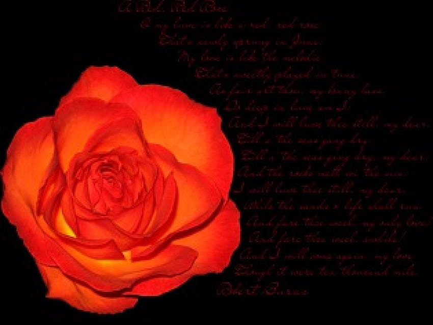 rose with poem, rose, poem, black, red HD wallpaper