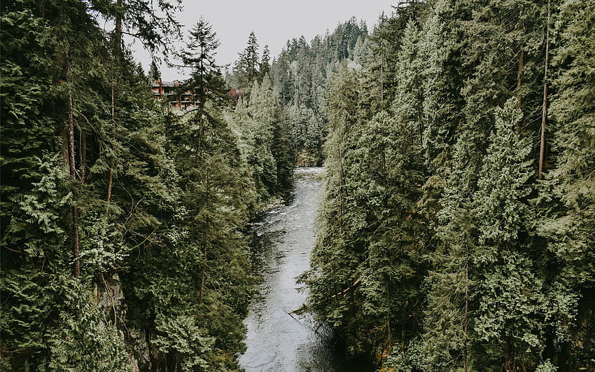 River in evergreen woods MacBook Air HD wallpaper