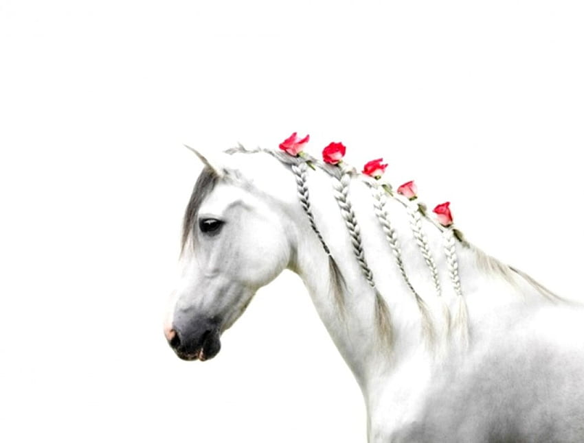 caballo romántico, animal, caballo, blanco, rosas, maravilloso fondo de pantalla