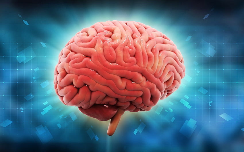 人間の脳、左脳と右脳 高画質の壁紙
