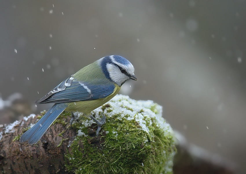 Mésange bleue mignonne, douce, hiver, mésange bleue, oiseau, il neige, mignon, charmant Fond d'écran HD