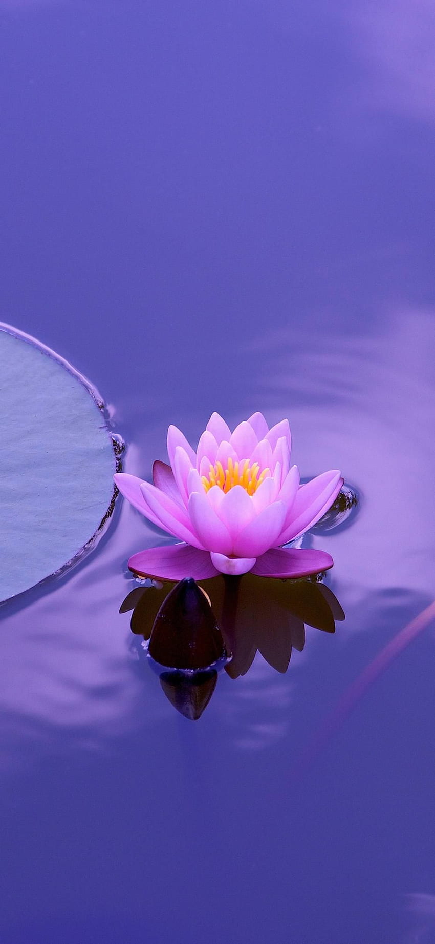 Purple Lotus - . Nature iphone , Lotus flower , Lotus, Purple Lily HD phone wallpaper