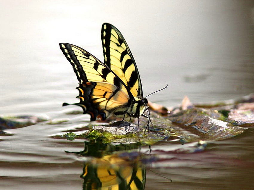 alas de agua, negro, mariposa, cola de golondrina, amarillo, agua fondo de pantalla
