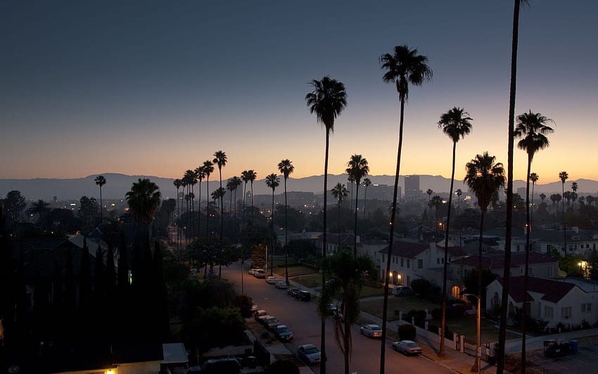 Palmy w Los Angeles. Los Angeles, Palma Los Angeles, Kalifornijskie palmy Tapeta HD