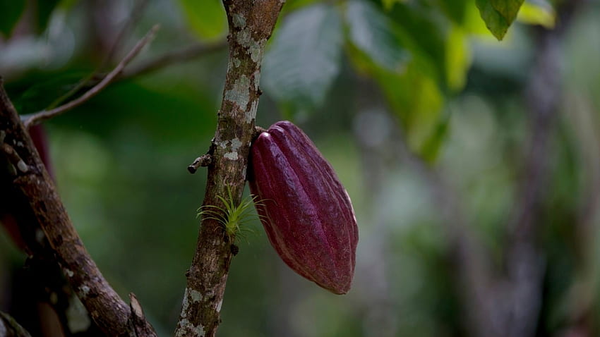 Cacao Is More Than Just Chocolate HD wallpaper