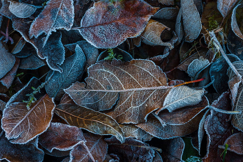 가, 나뭇잎, 매크로, 프 로스트, 흰 서리, 떨어진 HD 월페이퍼