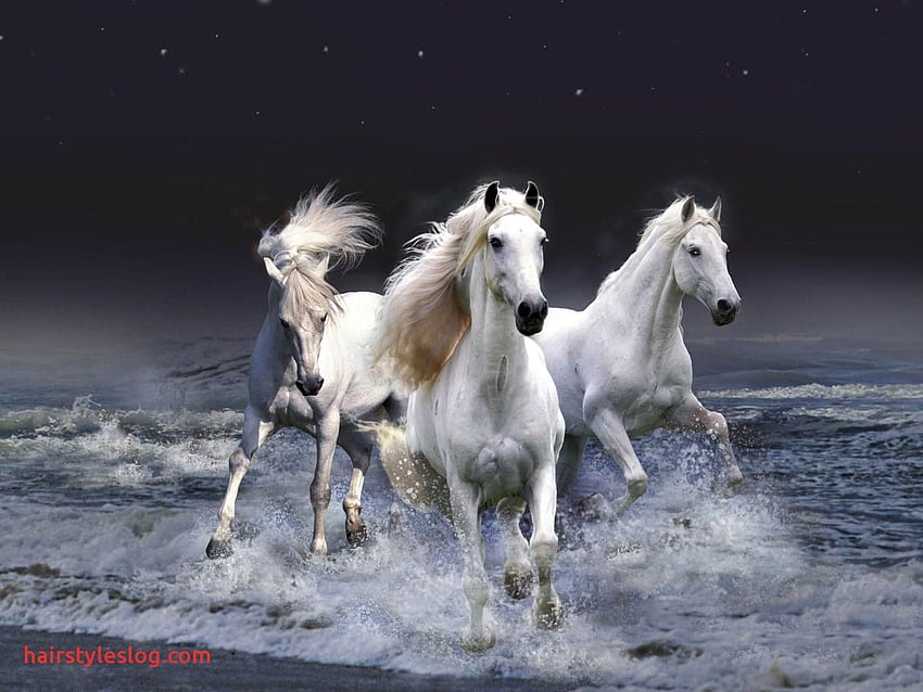 欲望にまつわる七頭の白馬 走る 高画質の壁紙