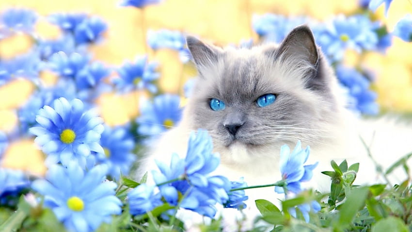Gatto dagli occhi azzurri e fiori blu, occhi azzurri, animali, gatti, natura, fiori, primavera, fiori blu Sfondo HD