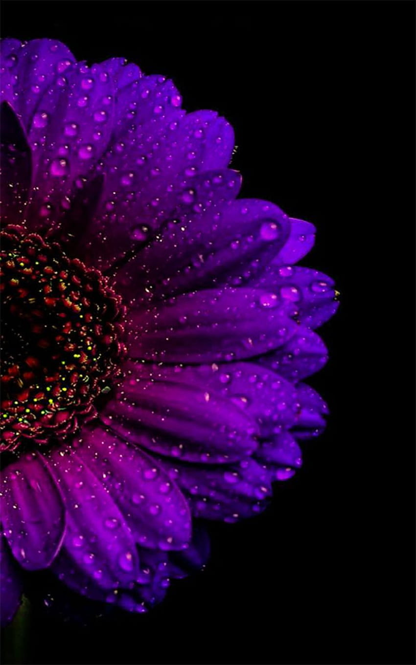 bunga matahari untuk android. Bunga ungu , Ponsel ungu, Latar belakang bunga , Bunga matahari ungu wallpaper ponsel HD