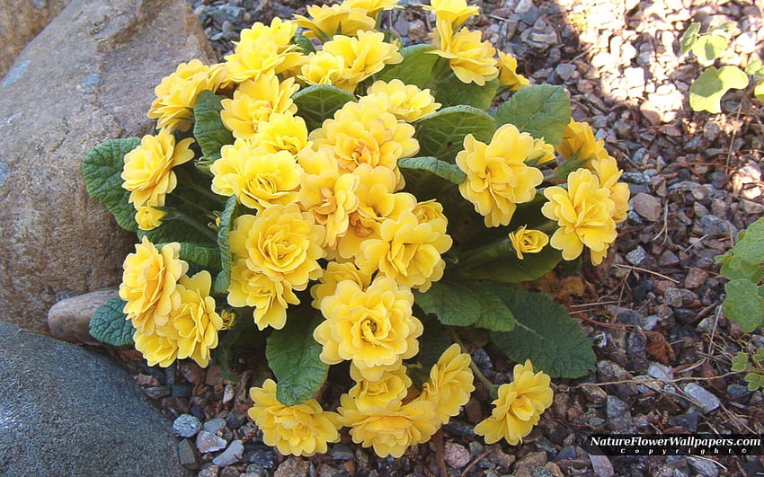 Pierwiosnek żółty, liście, pierwiosnek, ładny, płatki, kolor żółty, kwiat, pęczki, natura Tapeta HD