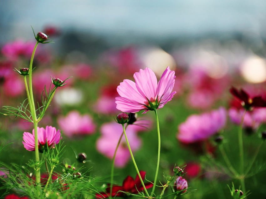 Gently shrub glare, glare, pink, field, blurry, cosmos, grass, shrub, spring HD wallpaper