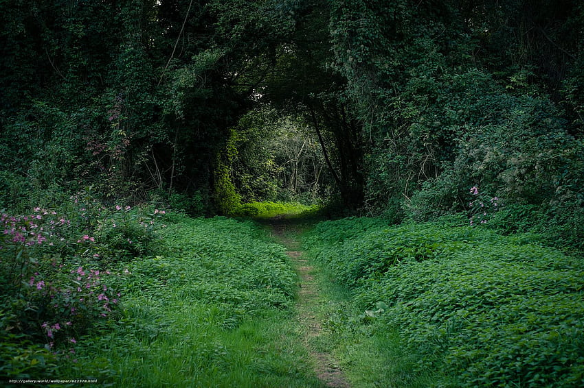 hutan, jalan setapak, lengkungan, rumput dalam resolusi Wallpaper HD