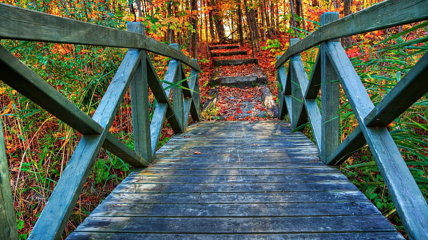дървен мост в есенна гора, листа, дърво, стъпала, мост, есен, скреж HD тапет