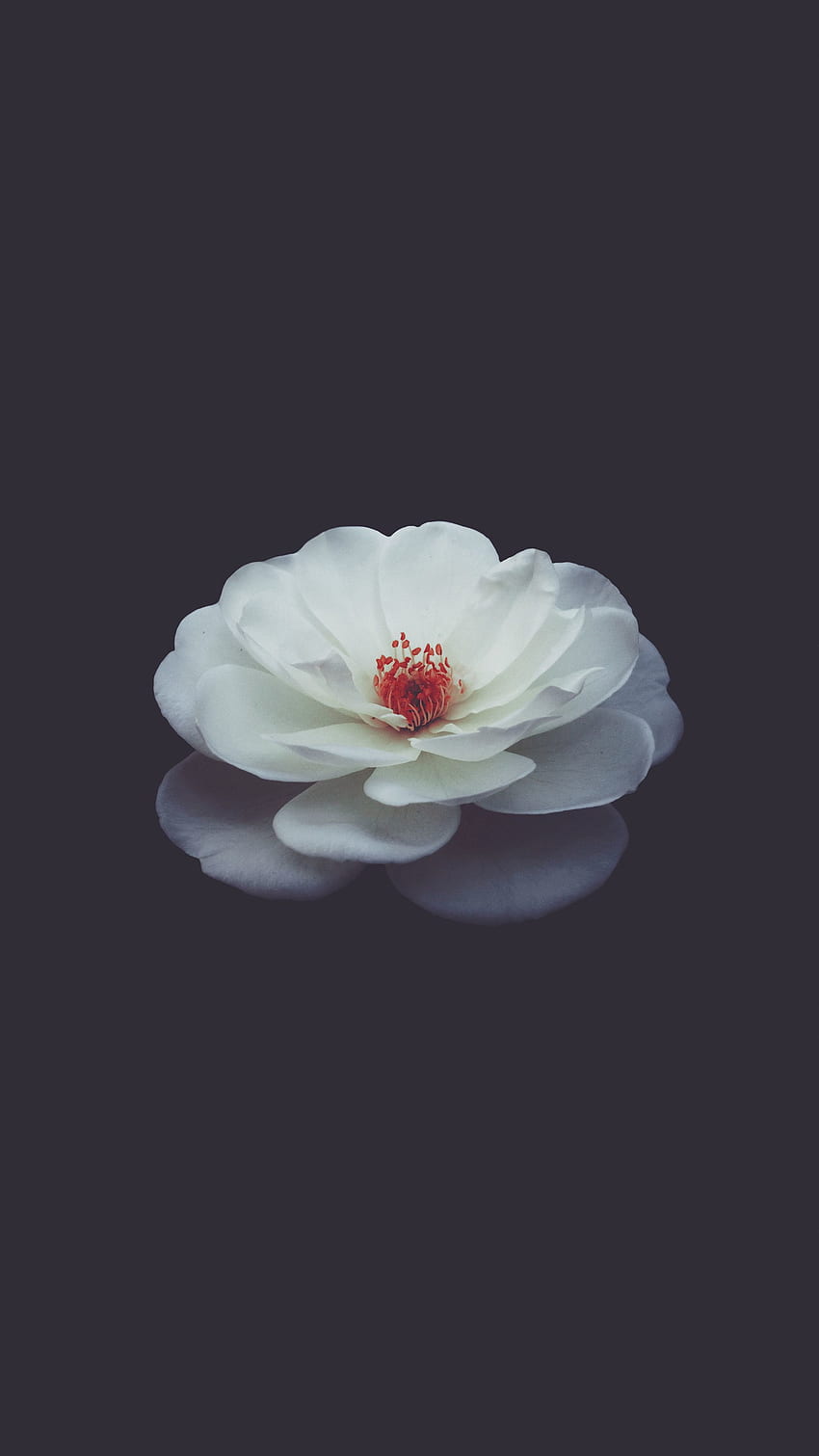 Blumen, Rosenblüte, Rose, Blütenblätter, Knospe, schwarzer Hintergrund HD-Handy-Hintergrundbild