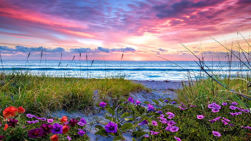 Şafakta Morning Glory, Florida, deniz, manzara, bulutlar, renkler, gökyüzü, Gündoğumu, plaj, ABD, çiçekler HD duvar kağıdı