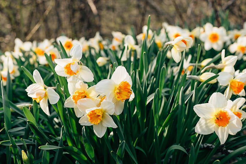 Flowers, Narcissussi, Flower Bed, Flowerbed HD wallpaper