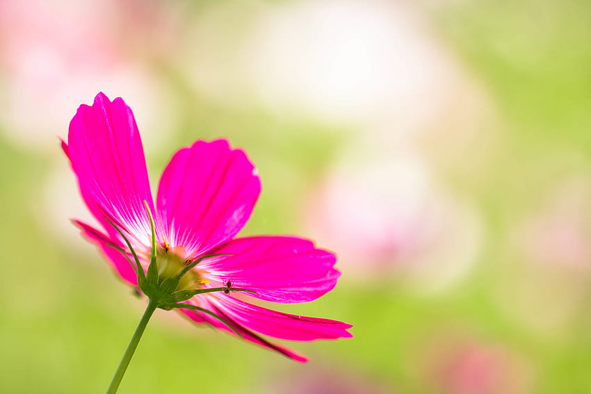 Pink, Flower, Macro, Petals, Blur, Smooth, Kosmeya, Cosmos HD wallpaper