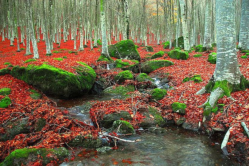 Hojas rojas, hojas, rojo, fresco, otoño. fondo de pantalla