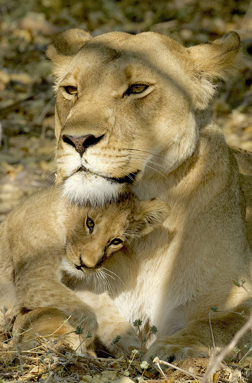 Tiere, Junge, Löwe, Raubtier, Löwin, Joey, Löwenjunges HD-Handy-Hintergrundbild