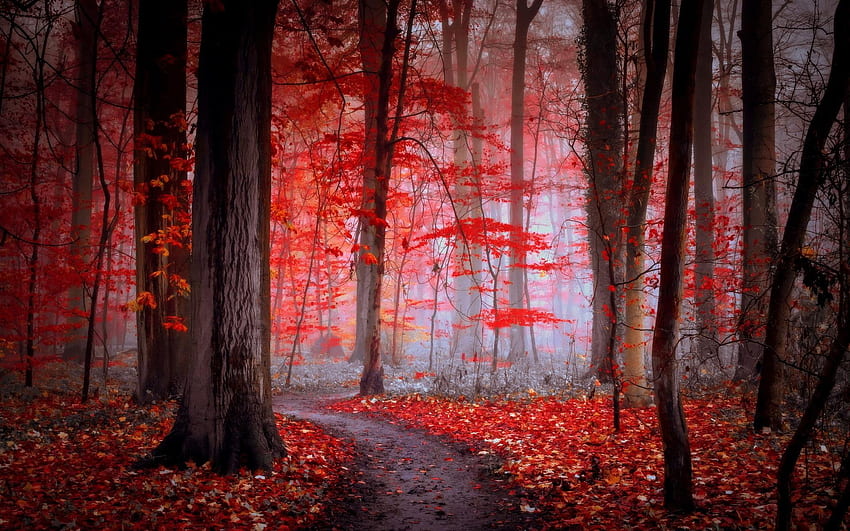 Path In The Red Forest Gfx Holding Guns - & Background, Roblox Gfx HD wallpaper
